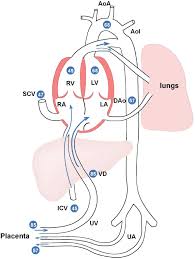 Image result for Fetal Circulation