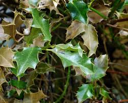Find the perfect blueberry leaves stock illustrations from getty images. Holly Bush Winter Damage Treating Hollies With Leaf Scorch