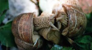 Noch grässlicher sind ihre spuren, die sich über nacht im garten hinterlassen. Die Weinbergschnecke Verdrangt Nacktschnecken Aus Garten