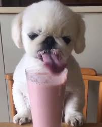 Jul 16, 2021 · ネットワークは、無線lanやルータ、sdn、ネットワーク仮想化など各種ネットワークの業務利用に関連するit製品・サービスの選定と導入を支援. Susser Hund Healthy Smoothies Funny Gif Animals