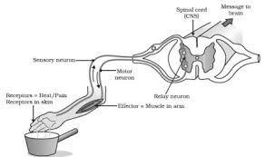 The fishbone diagram, also known as an ishikawa diagram, identifies possible causes for an effect or problem. Draw The Labelled Diagram Of Reflex Homework Help Mycbseguide