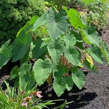 Image result for Polycarpaea eriantha