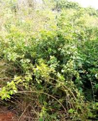 Image result for Jasminum dichotomum