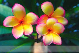 Frangipani By Lozikiki On Deviantart Tropical Flowers Frangipani Tattoo Plumeria Flowers