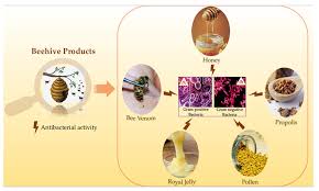 The granite state new hampshire: Antibiotics Free Full Text Beehive Products As Antibacterial Agents A Review Html