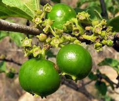 Image result for Vangueria esculenta