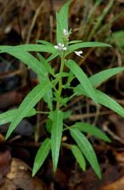 Image result for Cleome monophylla