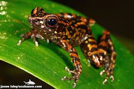 Black And Yellow Spotted Frog Spotted Stream Frog Hylarana Picturata Frog Spotted Sabah