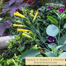 Image result for Nicotiana glauca