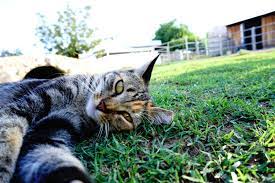 Ophthalmology Services Eyeshine Vet Animal Eye Care Opthamology Clinic