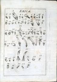 Image result for Erica pleiotricha