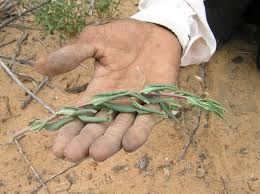 Image result for Talinum crispatulum