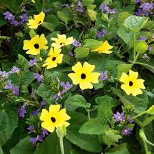Image result for Thunbergia stelligera