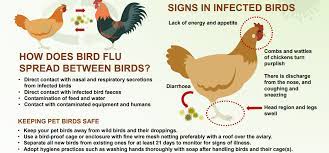 An avian flu emergency was declared in parts of nepal's capital after fresh cases emerged in different areas of the kathmandu valley, authorities said on saturday. High Alert To Prevent Bird Flu Indian Poultry Banned Nepal Press
