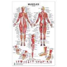 Anatomy of the human body organs diagram of human body organs. Muscles Female Regular Poster