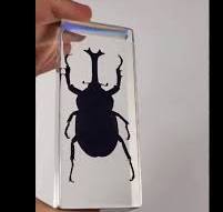 Auténtico escarabajo rinoceronte japonés en resina de lucita transparente,  109 mm, preservado, colección de taxidermia de Allomyrina Dichotoma,  biología, ciencia y educación.