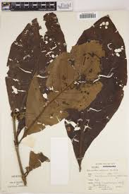 Image result for Bidens acuticaulis