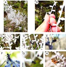 Image result for Vincetoxicum apiculatum