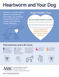 April Is Heartworm Awareness Month The Animal Medical Center
