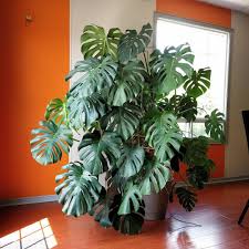 It really depends on how big, but you can get a really spectacular plant for £50. The Best Monsteras On Instagram Clever Bloom Big House Plants Plants Vine Ideas