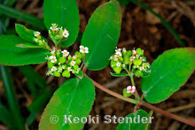 Image result for Euphorbia hyssopifolia