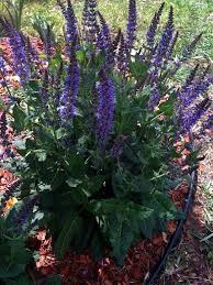 Sitewide sale · satisfaction guaranteed · flowers from $19.99 Maintenance Preferred Perennial Duelberg Tolerant Flowers Flowers Masses Salvia Native Spring Spikes Nati Texas Native Plants Plants Native Plants