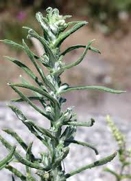 Image result for Gnaphalium unionis