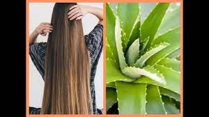 فوائد جل الصبار للشعر Hair Hair Styles Beauty