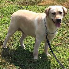 We did not find results for: English Labs Of Nc Home Facebook