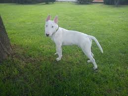 When Will My Bully Be Full Grown Strictly Bull Terriers