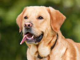 Cancer in dogs is common but early detection is possible and is the best chance for recovery. Nasal Cancer In Dogs Symptoms Treatment Petcure Oncology