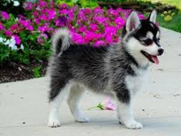 Pomsky Welpen Zu Verkaufen Oklahoma City Ok In 2020 Pomsky Puppies Pomsky Puppies