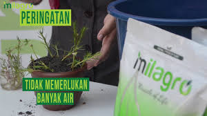 Selamat datang kali ini saya akan memberikan tips dan cara paling mudah menanam bunga mawar dengan cara stek batang. Baja Milagro Tips Tanam Ros Jepun Semudah Abc Youtube