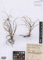 Image result for Kyllinga odorata