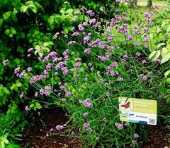 Image result for foto verbena