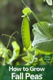 How To Grow Fall Peas Fall Garden Vegetables Planting Vegetables Pea Plant