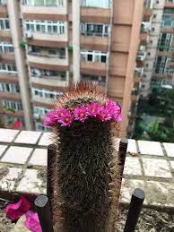 Unfortunately, they remain open for a few days; Psbattle This Cactus With A Ring Of Flowers On Top Photoshopbattles
