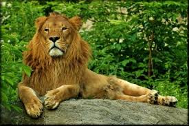 Zdjęcia: Warszawa - Ogród Zoologiczny, mazowsze, Koty ...