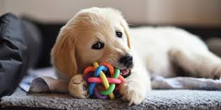 Well first, they have to hold your pup's attention. 20 Indoor Dog Toys Best Dog Treats Balls Chews More