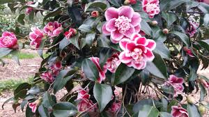 Tama Anemone Camellia Flowers Anemone