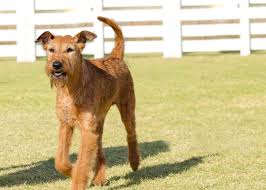 Image result for irský teriér