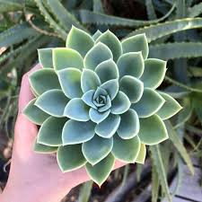 Is any plant lovelier than a ruffled echeveria? Propagation Cal Farms Succulents