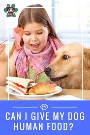 Can My Dog Eat This Dog Eating Human Food For Dogs How To Stay Healthy