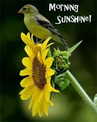 Check spelling or type a new query. Good Morning Wishes With Birds Pictures Images Page 4
