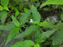 Image result for Aneilema