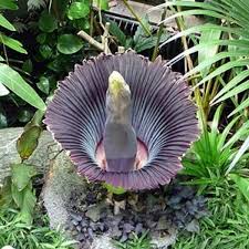 A real friend will encourage you in anything that you try. Amorphophallus Titanium Corpse Plant The Largest Flower In The World Only Blooms Every 40 Years Owlcation Education