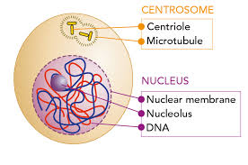 However, during the g 1 stage, the cell is quite active at the biochemical level. What Is Mitosis Let S Talk Science