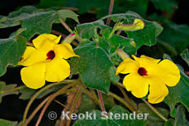 Image result for Pedaliaceae