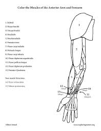 38+ muscle coloring pages for printing and coloring. Pin On Anatomy Physiology