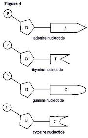 Red, yellow, blue and green. Week 22 Dna Replication And Protein Synthesis Mrborden S Biology Rattler Site Room 664